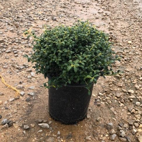 Ilex crenata 'Soft-Touch'  - Soft Touch Japanese Holly