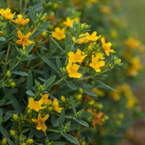 Hypericum kalmianum 'PIIHYP-I'  - First Editions® Cobalt-n-Gold™ St. John's Wort