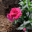 Dianthus, EverLast™ Orchid Dianthus