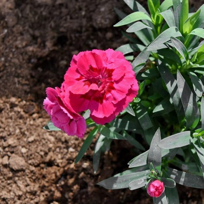 Dianthus, EverLast™ Orchid Dianthus