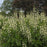 Baptisia, Decadence® Vanilla Cream False Indigo
