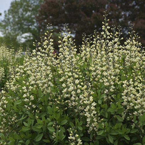 Baptisia, Decadence® Vanilla Cream False Indigo