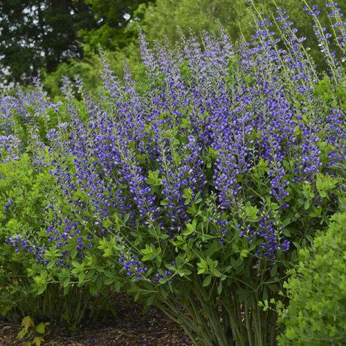 Baptisia, Decadence® Blueberry Sundae False Indigo