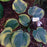 Hosta 'Earth Angel'  - Earth Angel Hosta