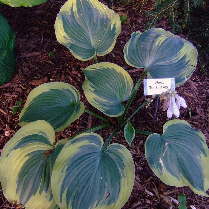 Hosta 'Earth Angel'  - Earth Angel Hosta