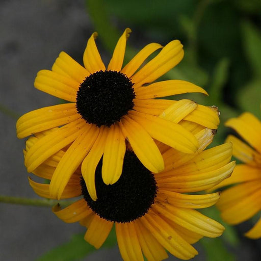 Black Eyed Susan, Viettes Little Suzy Black-Eyed Susan