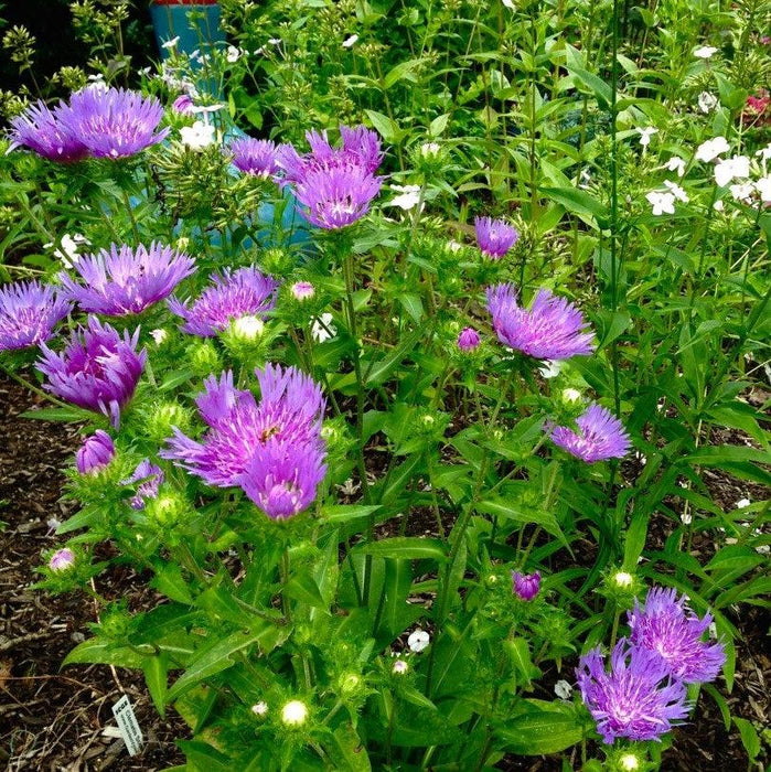 Aster, Mel's Blue Stokes' Aster