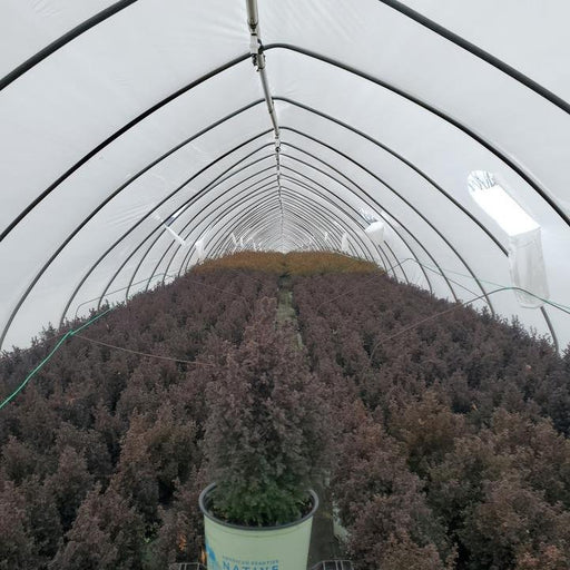 Chamaecyparis Thyoides 'Top Point'  - Top Point Dwarf White Cedar