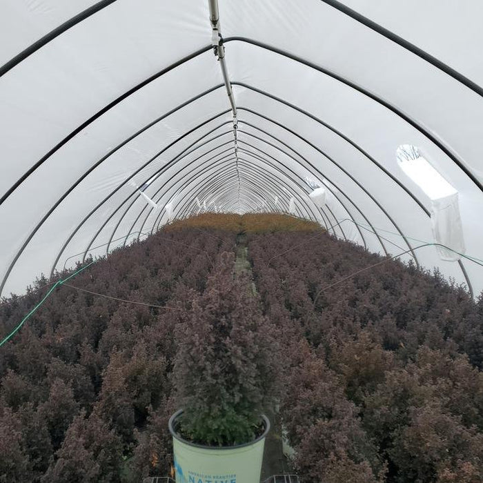 Chamaecyparis Thyoides 'Top Point'  - Top Point Dwarf White Cedar