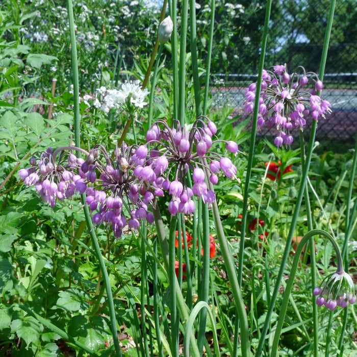Allium, Nodding Onion