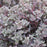 Sedum 'Dazzleberry'  - SunSparkler® Dazzleberry Sedum