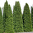 Thuja occidentalis 'American Pillar'  - Full Speed A Hedge® Arborvitae