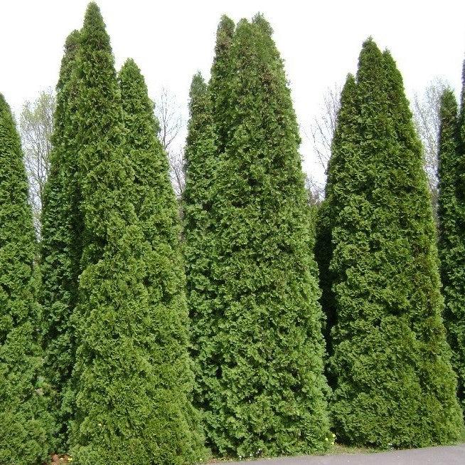 Thuja occidentalis 'American Pillar'  - Full Speed A Hedge® Arborvitae