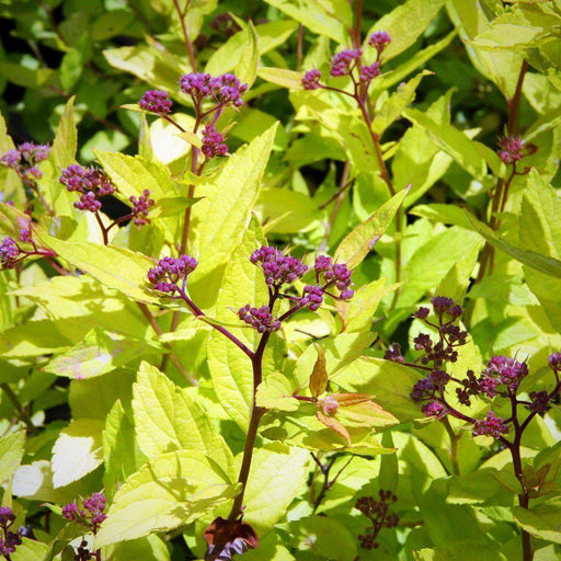 Spiraea japonica 'Goldmound'  - Goldmound Spirea
