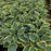 Hosta 'First Frost'  - First Frost Hosta