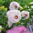 Hibiscus 'Ballet Slippers'  - Summerific® Ballet Slippers Hibiscus