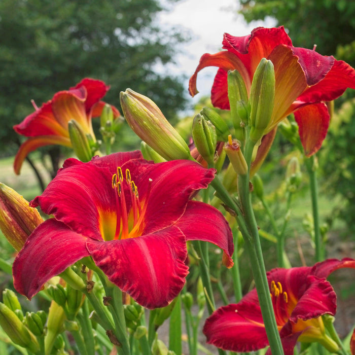 Hemerocallis 'Chicago Apache'  - Chicago Apache Daylily