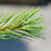 Pinus strobus 'Blue Shag'  - Blue Shag White Pine