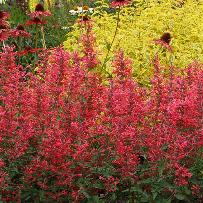 Hyssop, Kudos™ Coral Hummingbird Mint