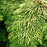 Chamaecyparis obtusa 'Crippsii'  - Golden Hinoki False Cypress