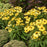 Echinacea 'Yellow My Darling'  - Color Coded® Yellow My Darling Echinacea