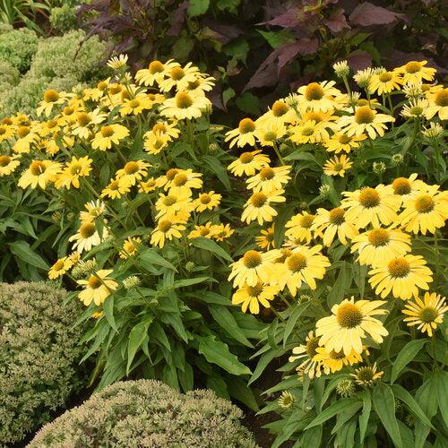 Echinacea 'Yellow My Darling'  - Color Coded® Yellow My Darling Echinacea