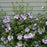 Hibiscus, Azurri Blue Satin® Rose of Sharon