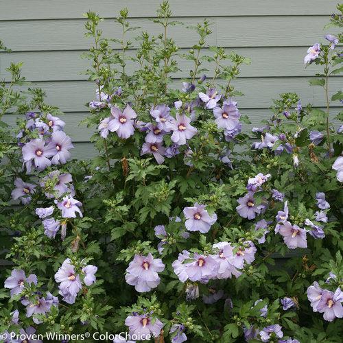 Hibiscus, Azurri Blue Satin® Rose of Sharon