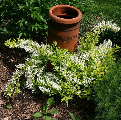 Deutzia gracilis 'Duncan' PP16,098  - Chardonnay Pearls® Deutzia