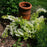 Deutzia, Chardonnay Pearls® Deutzia