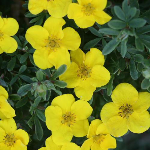 Cinquefoil, PW® Happy Face® Yellow Potentilla