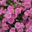 Dianthus, Fruit Punch® Sweetie Pie Dianthus