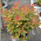 Spiraea x 'NCSX2'  - Double Play® Doozie Spirea