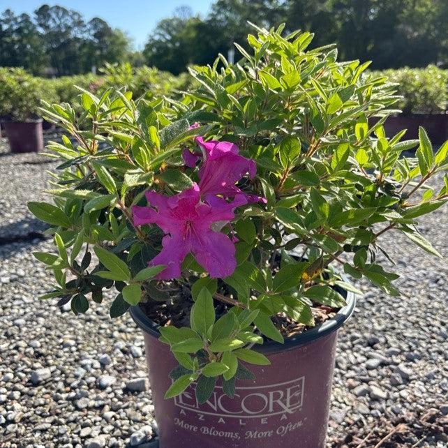 Azalea, Encore Autumn Sangria Azalea
