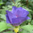 Hibiscus, Azurri Blue Satin® Rose of Sharon
