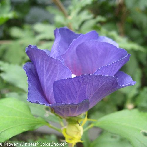 Hibiscus, Azurri Blue Satin® Rose of Sharon