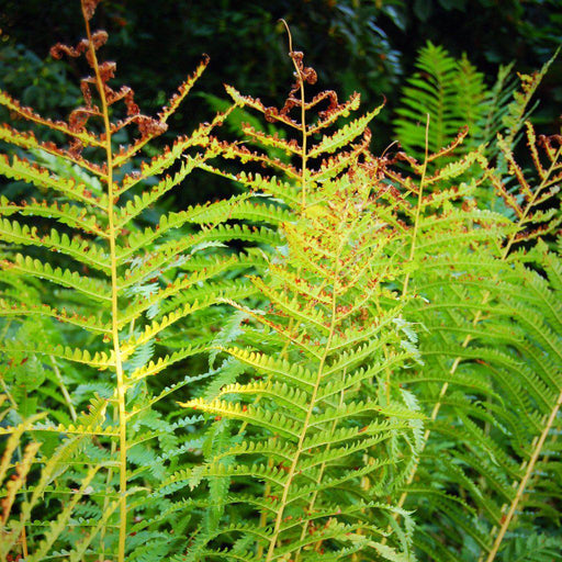 Fern, Cinnamon Fern