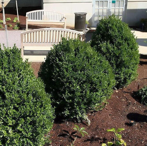 Buxus 'Green Mountain'  - Green Mountain Boxwood