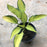 Hosta 'June'  - June Hosta