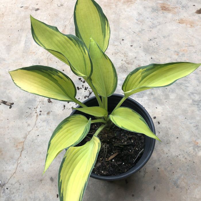 Hosta 'June'  - June Hosta