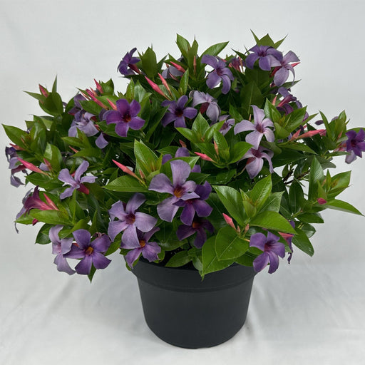 Mandevilla, Sun Parasol® Original XP Bluephoria Mandevilla