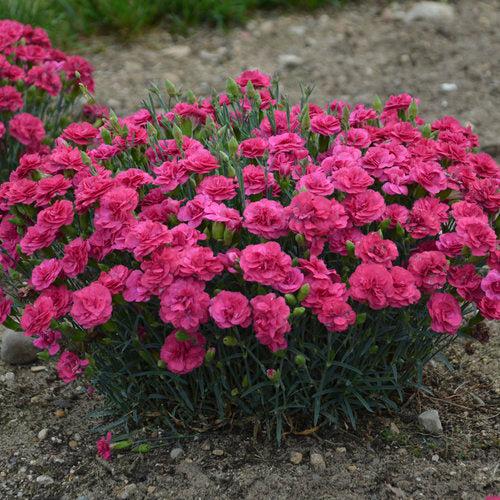 Dianthus, Fruit Punch® Raspberry Ruffles Dianthus