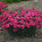 Dianthus, Fruit Punch® Raspberry Ruffles Dianthus