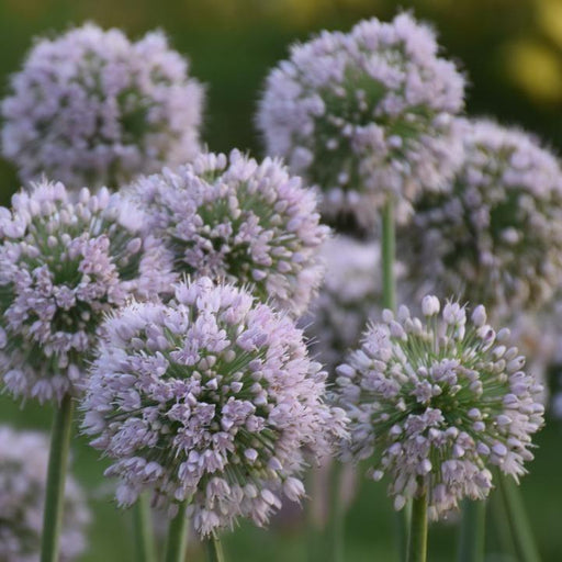 Allium ‘Bobblehead’  - Bobblehead Ornamental Onion