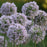Allium, Bobblehead Ornamental Onion