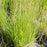 Carex stricta  - Tussock Sedge