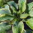Hosta 'First Frost'  - First Frost Hosta
