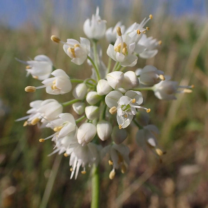 Allium, Nodding Onion