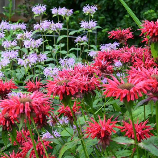 Bee Balm, Bee-You™ Bee-Happy Bee Balm