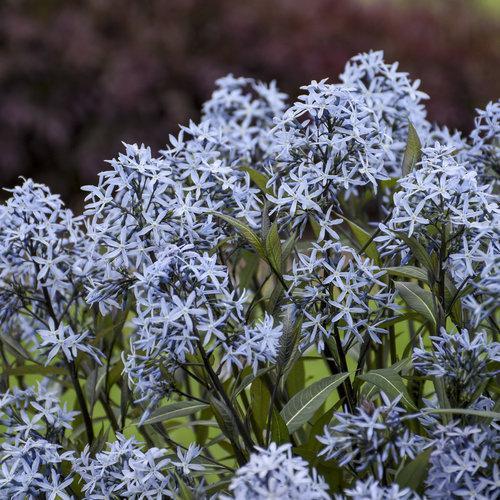 Blue Star, Storm Cloud Blue Star